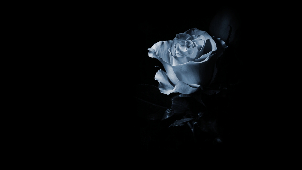 blue-rose-in-the-dark-hd-wallpaper-340408.jpg