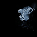 blue-rose-in-the-dark-hd-wallpaper-340408