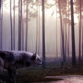 wild-wolf-1920x1080