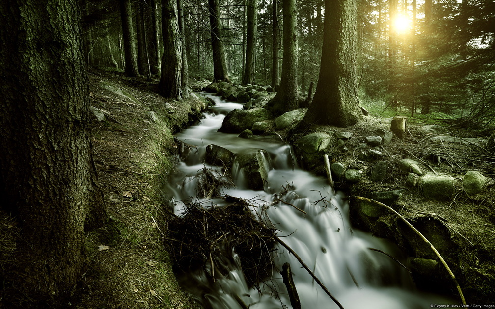 forest.jpg