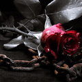 Gothic-Metal-Red-Flower-Wallpaper