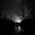dark trees