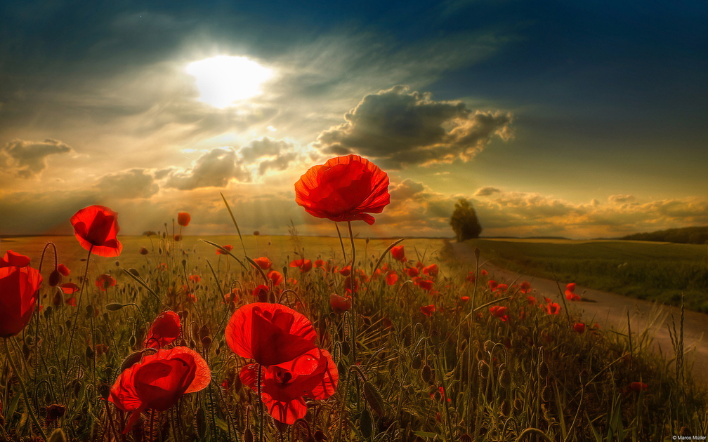 flowers.jpg