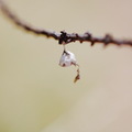 IMG 7980