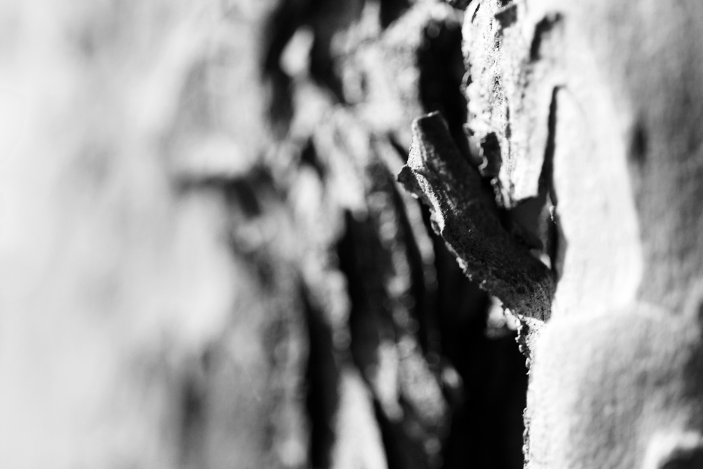IMG_7976.jpg